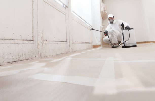24/7 Emergency Black Mold Removal experts in Roebling, NJ