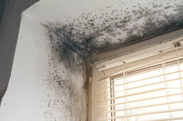 Affordable Black Mold Removal solutions in Roebling, NJ